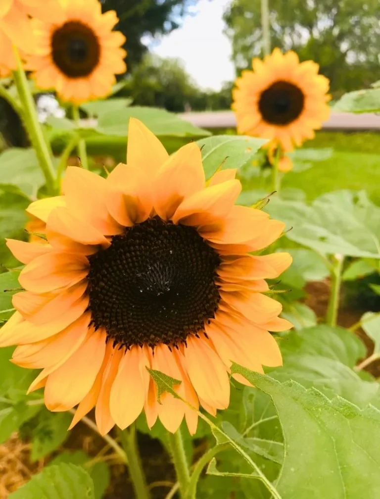 7 Best Flowers for a Farmhouse Garden