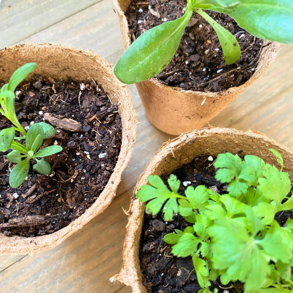 How to StartSeeds Post Image 4