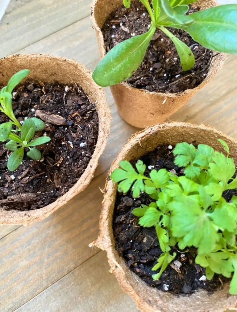 How to Start Seeds + Free Garden Planner