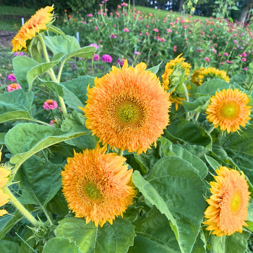 7 Best Flowers for a Farmhouse Garden Post Image