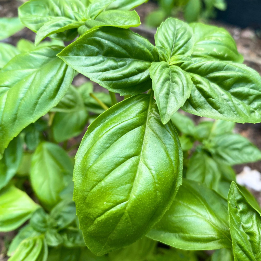 Basil leaves in garden
