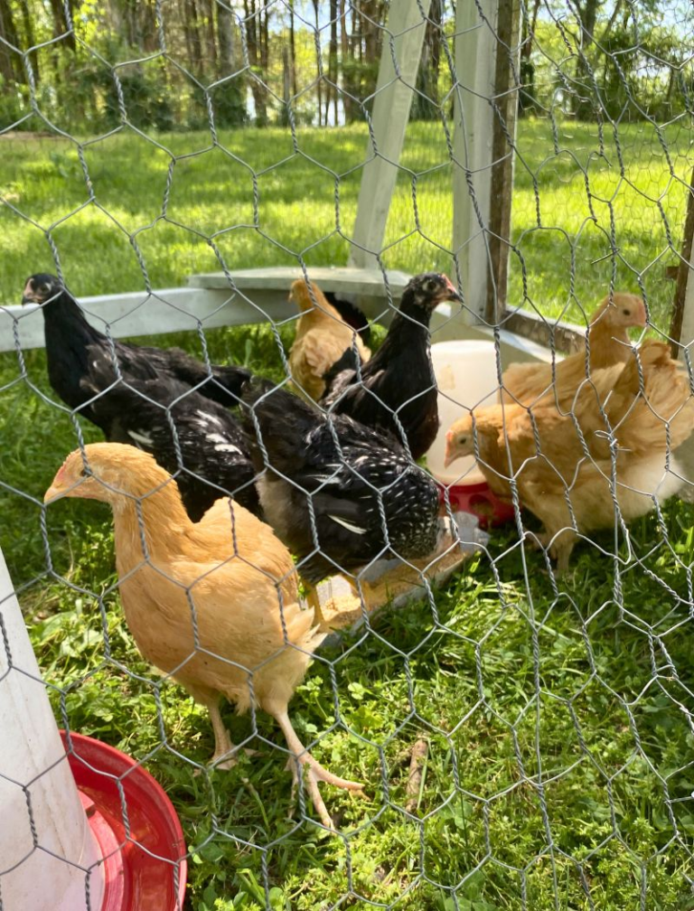 How to Raise Baby Chicks for Beginners