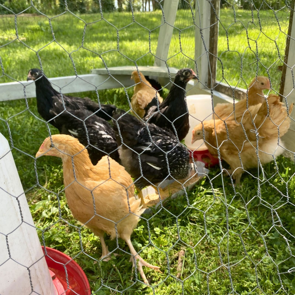 Older baby chicks in coop