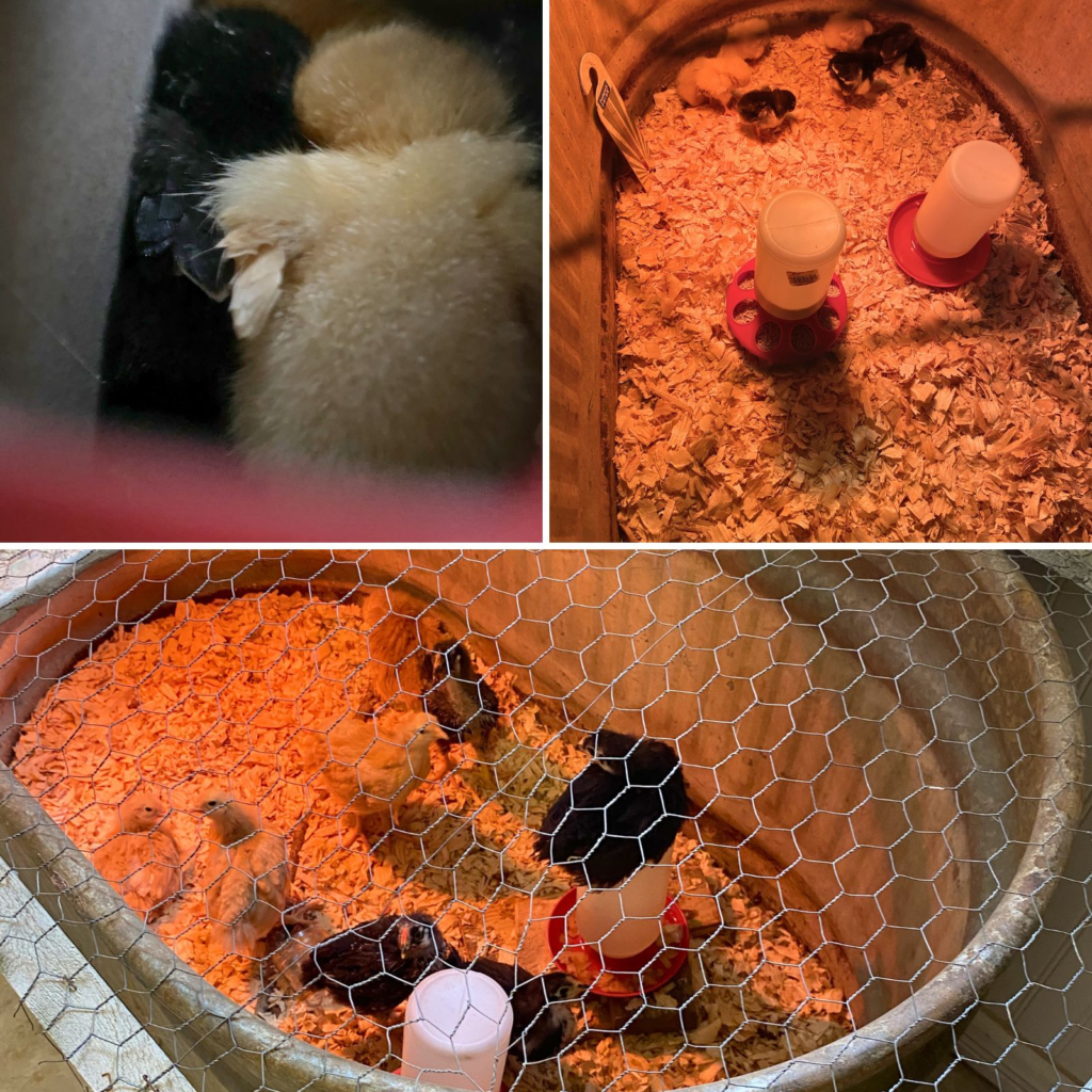Chicks in brooder