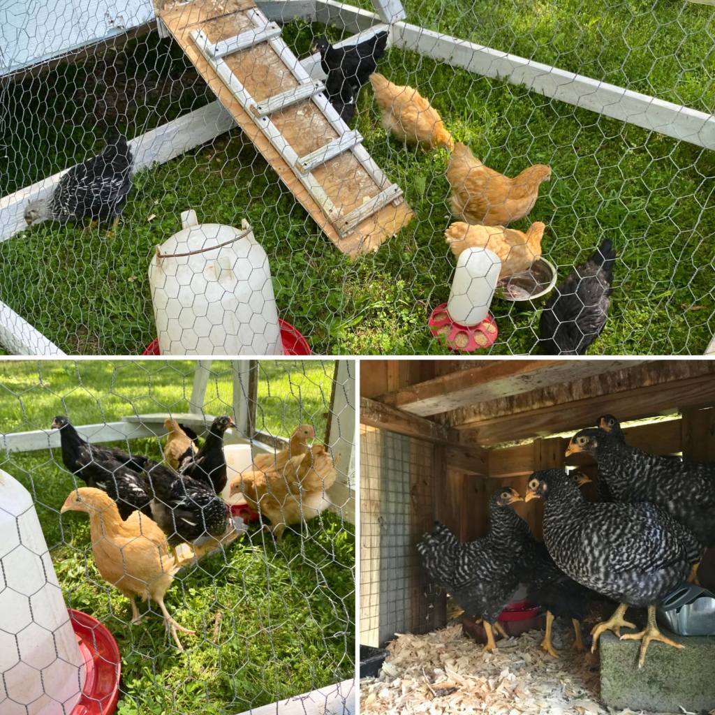Older chicks in coop