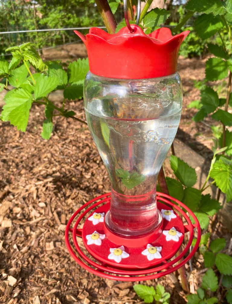 Red hummingbird feeder